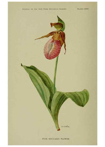 Reproducción/Reproduction 8432163115: Wild plants needing protection.. New York,New York Botanical Garden,1912-[1929]