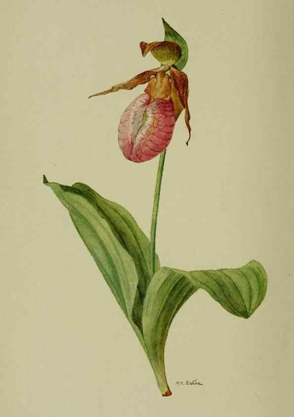 Reproducción/Reproduction 8432163115: Wild plants needing protection.. New York,New York Botanical Garden,1912-[1929]