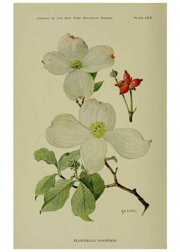 Reproducción/Reproduction 8432164513: Wild plants needing protection.. New York,New York Botanical Garden,1912-[1929]