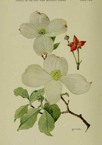 Reproducción/Reproduction 8432164513: Wild plants needing protection.. New York,New York Botanical Garden,1912-[1929]