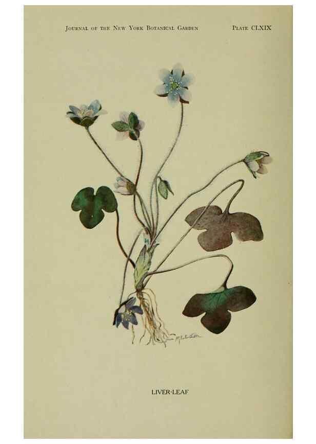 Reproducción/Reproduction 8433250700: Wild plants needing protection.. New York,New York Botanical Garden,1912-[1929]