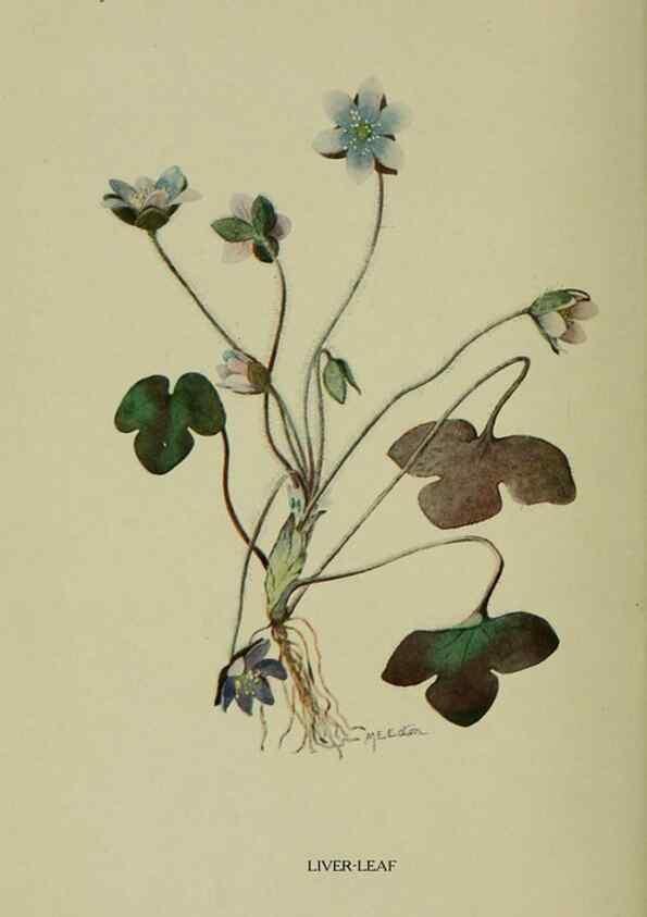 Reproducción/Reproduction 8433250700: Wild plants needing protection.. New York,New York Botanical Garden,1912-[1929]
