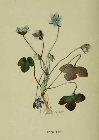 Reproducción/Reproduction 8433250700: Wild plants needing protection.. New York,New York Botanical Garden,1912-[1929]