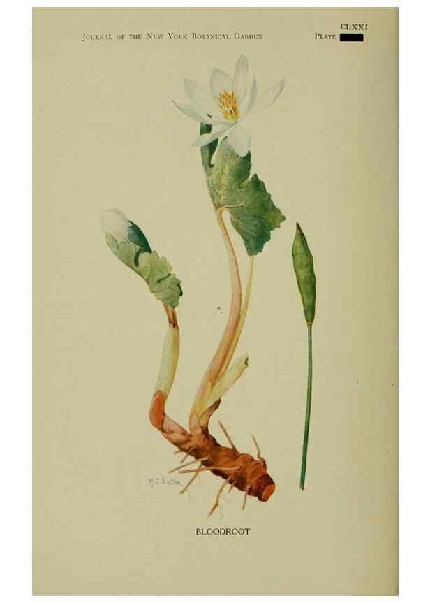 Reproducción/Reproduction 8432165657: Wild plants needing protection.. New York,New York Botanical Garden,1912-[1929]