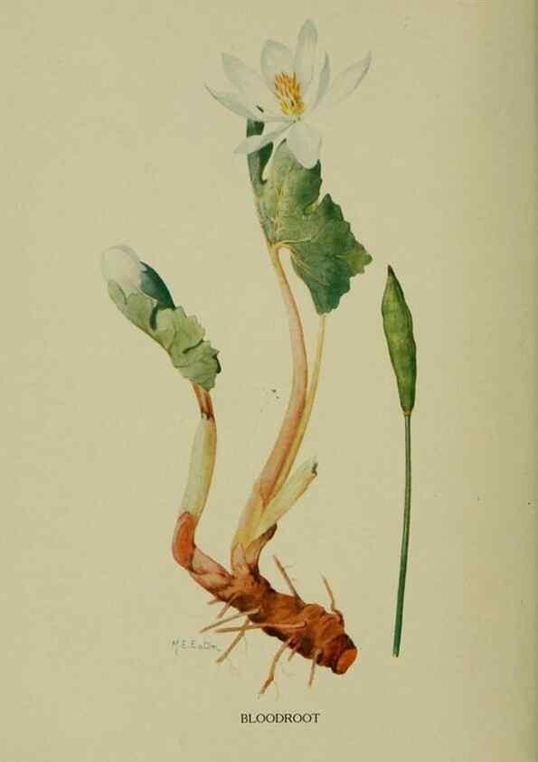 Reproducción/Reproduction 8432165657: Wild plants needing protection.. New York,New York Botanical Garden,1912-[1929]