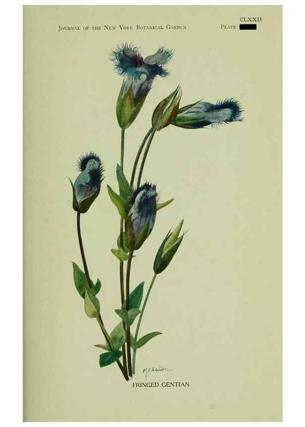 Reproducción/Reproduction 8433251918: Wild plants needing protection.. New York,New York Botanical Garden,1912-[1929]