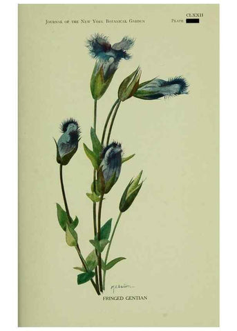 Reproducción/Reproduction 8433251918: Wild plants needing protection.. New York,New York Botanical Garden,1912-[1929]