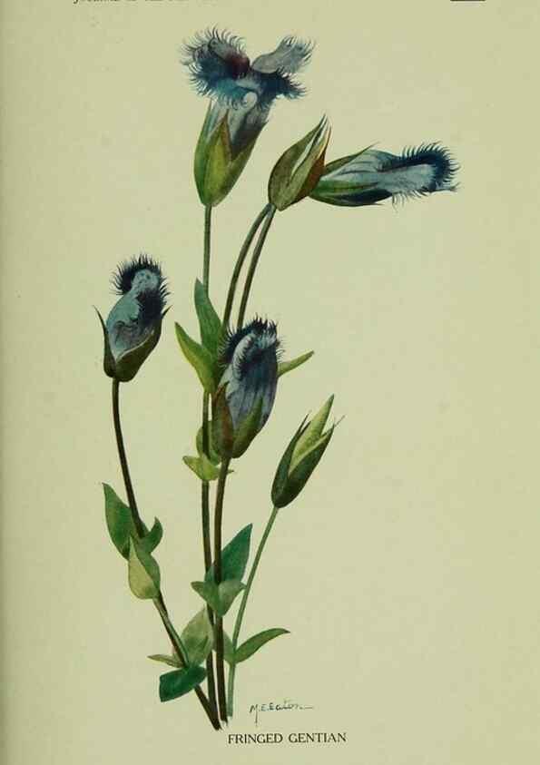 Reproducción/Reproduction 8433251918: Wild plants needing protection.. New York,New York Botanical Garden,1912-[1929]