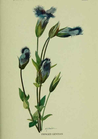 Reproducción/Reproduction 8433251918: Wild plants needing protection.. New York,New York Botanical Garden,1912-[1929]