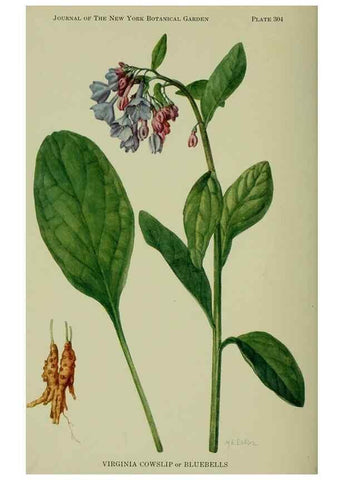 Reproducción/Reproduction 8433252488: Wild plants needing protection.. New York,New York Botanical Garden,1912-[1929]