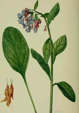 Reproducción/Reproduction 8433252488: Wild plants needing protection.. New York,New York Botanical Garden,1912-[1929]