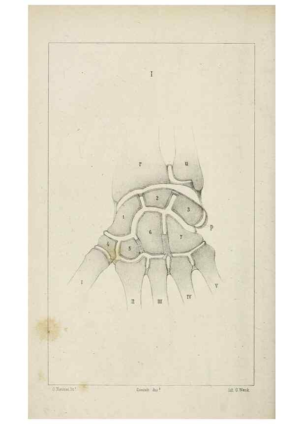 Reproducción/Reproduction 8435665658: La Teoria Darwiniana e la Creazione detta indipendente . . . Lettera . . . tradotta . . . dal Francese /. Bologna,1875.