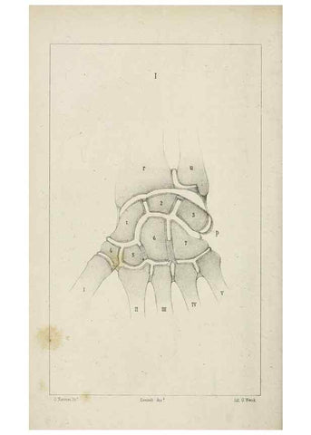 Reproducción/Reproduction 8435665658: La Teoria Darwiniana e la Creazione detta indipendente . . . Lettera . . . tradotta . . . dal Francese /. Bologna,1875.