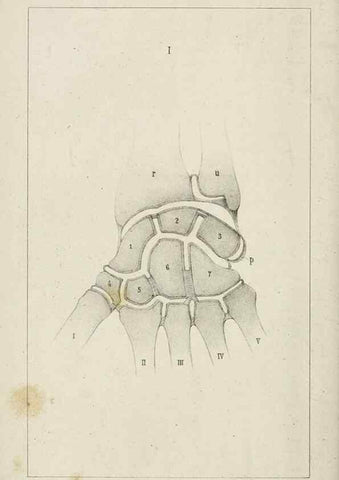 Reproducción/Reproduction 8435665658: La Teoria Darwiniana e la Creazione detta indipendente . . . Lettera . . . tradotta . . . dal Francese /. Bologna,1875.