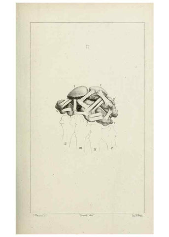 Reproducción/Reproduction 8434581553: La Teoria Darwiniana e la Creazione detta indipendente . . . Lettera . . . tradotta . . . dal Francese /. Bologna,1875.