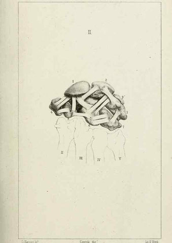 Reproducción/Reproduction 8434581553: La Teoria Darwiniana e la Creazione detta indipendente . . . Lettera . . . tradotta . . . dal Francese /. Bologna,1875.