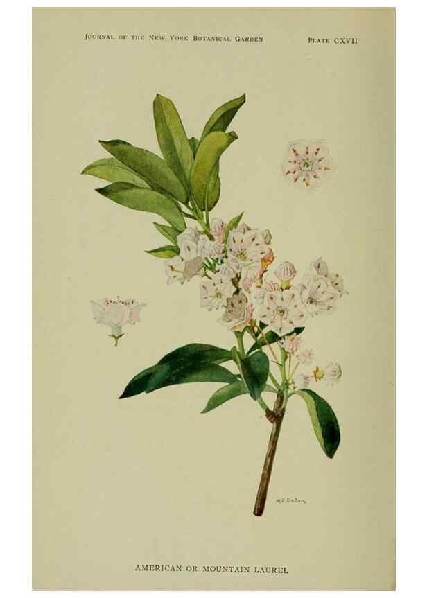 Reproducción/Reproduction 8433249476: Wild plants needing protection.. New York,New York Botanical Garden,1912-[1929]