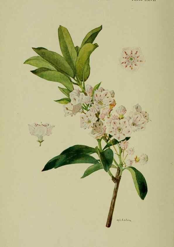 Reproducción/Reproduction 8433249476: Wild plants needing protection.. New York,New York Botanical Garden,1912-[1929]