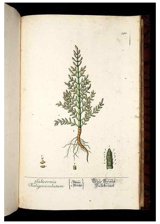Reproducción/Reproduction 8430082582: Herbarium Blackwellianum emendatum et auctum, id est, Elisabethae Blackwell collectio stirpium. Norimbergae : Typis Io. Iosephi Fleischmanni, 1750-1773.