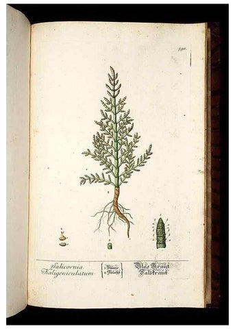 Reproducción/Reproduction 8430082582: Herbarium Blackwellianum emendatum et auctum, id est, Elisabethae Blackwell collectio stirpium. Norimbergae : Typis Io. Iosephi Fleischmanni, 1750-1773.