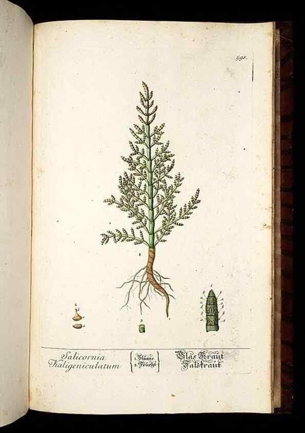 Reproducción/Reproduction 8430082582: Herbarium Blackwellianum emendatum et auctum, id est, Elisabethae Blackwell collectio stirpium. Norimbergae : Typis Io. Iosephi Fleischmanni, 1750-1773.