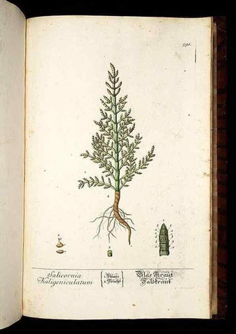 Reproducción/Reproduction 8430082582: Herbarium Blackwellianum emendatum et auctum, id est, Elisabethae Blackwell collectio stirpium. Norimbergae : Typis Io. Iosephi Fleischmanni, 1750-1773.