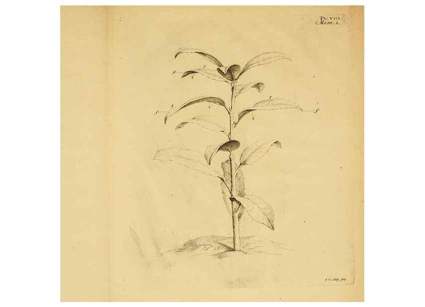 Reproducción/Reproduction 8432900758: Recherches sur l'usage des feuilles dans les plantes :. Göttingen ;E. Luzac, fils,1754.