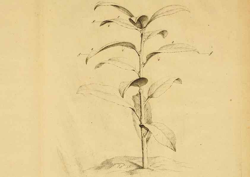 Reproducción/Reproduction 8432900758: Recherches sur l'usage des feuilles dans les plantes :. Göttingen ;E. Luzac, fils,1754.