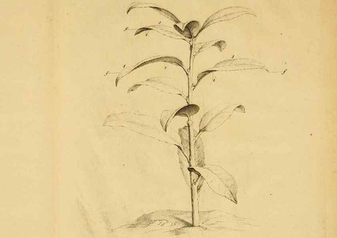 Reproducción/Reproduction 8432900758: Recherches sur l'usage des feuilles dans les plantes :. Göttingen ;E. Luzac, fils,1754.