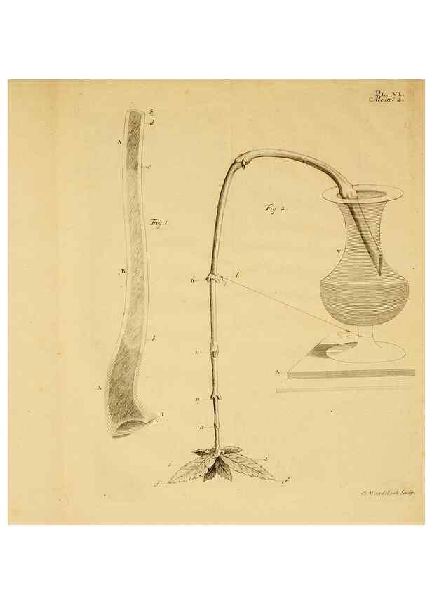Reproducción/Reproduction 8432899930: Recherches sur l'usage des feuilles dans les plantes :. Göttingen ;E. Luzac, fils,1754.