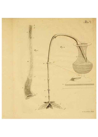 Reproducción/Reproduction 8432899930: Recherches sur l'usage des feuilles dans les plantes :. Göttingen ;E. Luzac, fils,1754.