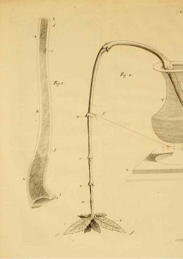 Reproducción/Reproduction 8432899930: Recherches sur l'usage des feuilles dans les plantes :. Göttingen ;E. Luzac, fils,1754.