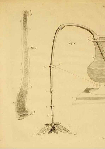 Reproducción/Reproduction 8432899930: Recherches sur l'usage des feuilles dans les plantes :. Göttingen ;E. Luzac, fils,1754.