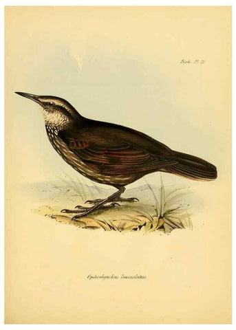 Reproducción/Reproduction 8430590400: The zoology of the voyage of H.M.S. Beagle .... London,Smith, Elder & Co.,1838-