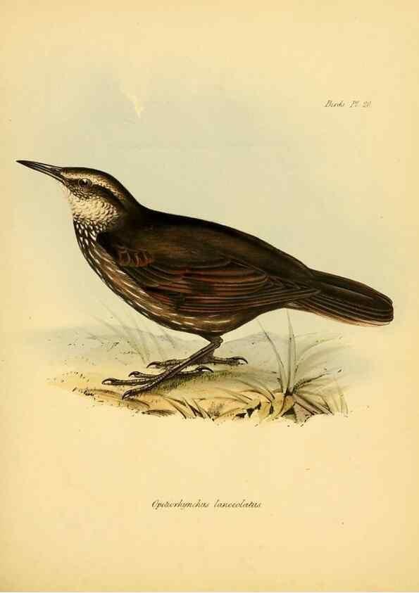 Reproducción/Reproduction 8430590400: The zoology of the voyage of H.M.S. Beagle .... London,Smith, Elder & Co.,1838-