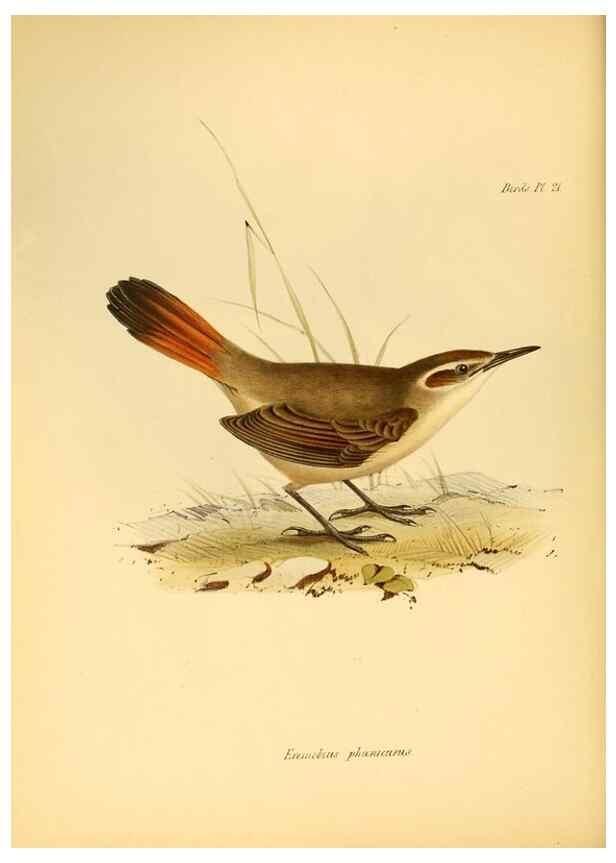 Reproducción/Reproduction 8429503809: The zoology of the voyage of H.M.S. Beagle .... London,Smith, Elder & Co.,1838-