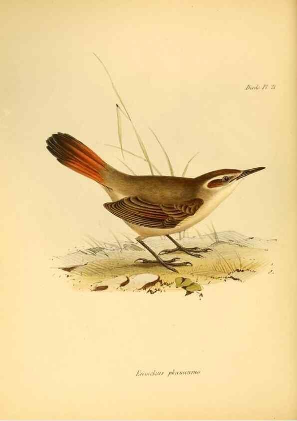 Reproducción/Reproduction 8429503809: The zoology of the voyage of H.M.S. Beagle .... London,Smith, Elder & Co.,1838-
