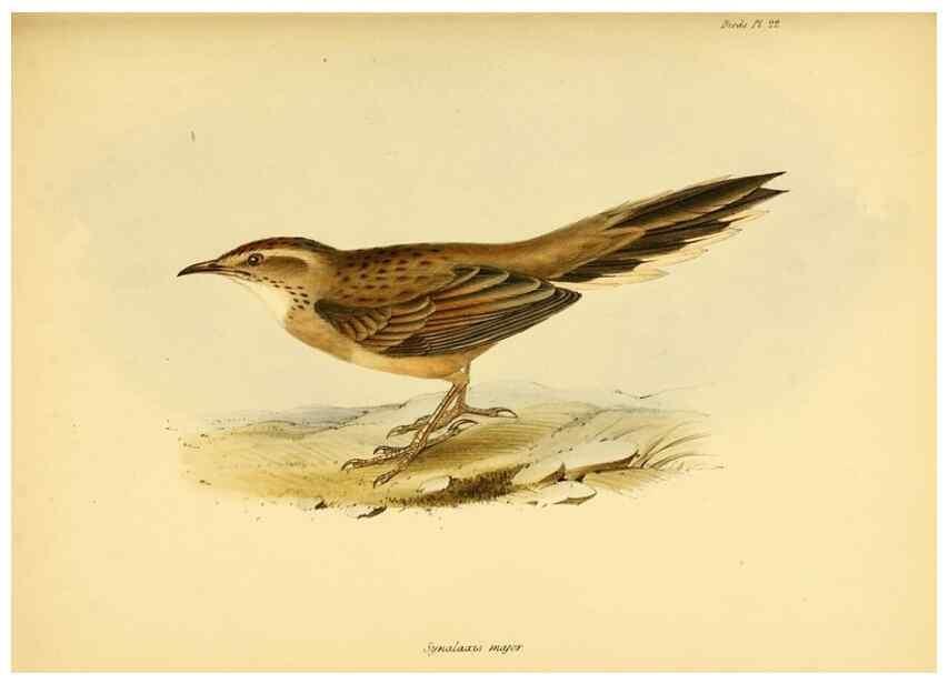 Reproducción/Reproduction 8429504087: The zoology of the voyage of H.M.S. Beagle .... London,Smith, Elder & Co.,1838-