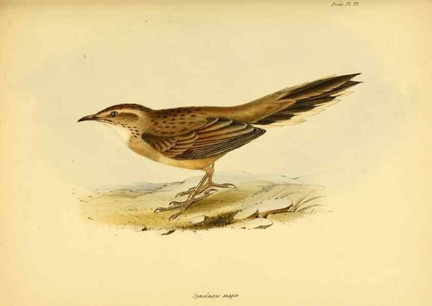 Reproducción/Reproduction 8429504087: The zoology of the voyage of H.M.S. Beagle .... London,Smith, Elder & Co.,1838-