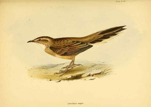 Reproducción/Reproduction 8429504087: The zoology of the voyage of H.M.S. Beagle .... London,Smith, Elder & Co.,1838-