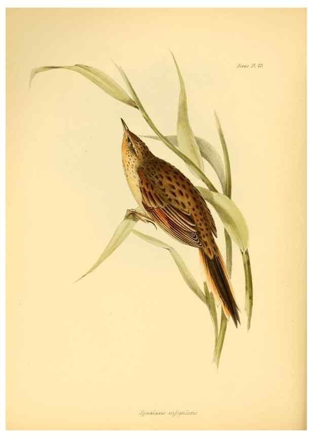 Reproducción/Reproduction 8429521723: The zoology of the voyage of H.M.S. Beagle .... London,Smith, Elder & Co.,1838-
