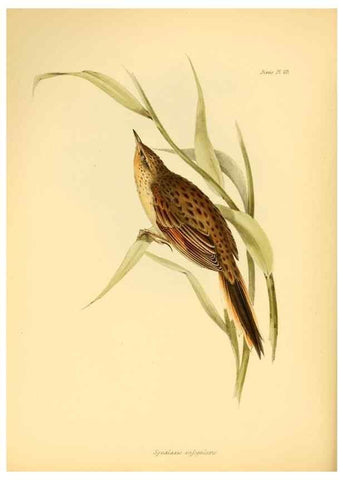 Reproducción/Reproduction 8429521723: The zoology of the voyage of H.M.S. Beagle .... London,Smith, Elder & Co.,1838-