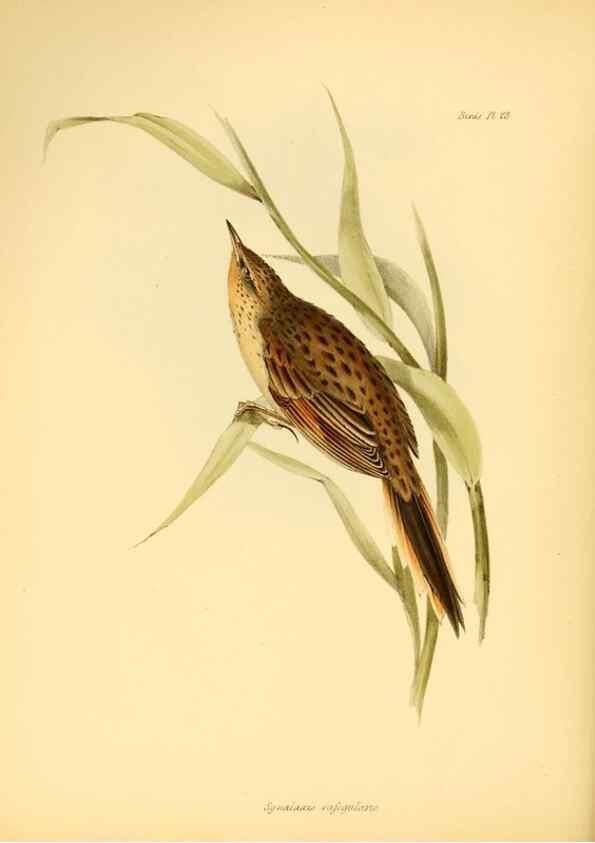 Reproducción/Reproduction 8429521723: The zoology of the voyage of H.M.S. Beagle .... London,Smith, Elder & Co.,1838-