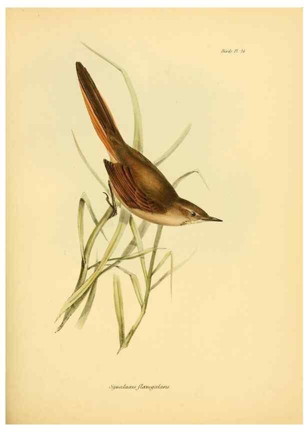 Reproducción/Reproduction 8430608896: The zoology of the voyage of H.M.S. Beagle .... London,Smith, Elder & Co.,1838-
