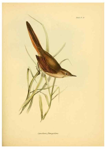 Reproducción/Reproduction 8430608896: The zoology of the voyage of H.M.S. Beagle .... London,Smith, Elder & Co.,1838-
