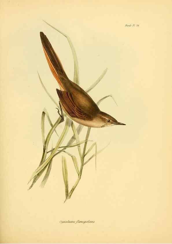 Reproducción/Reproduction 8430608896: The zoology of the voyage of H.M.S. Beagle .... London,Smith, Elder & Co.,1838-