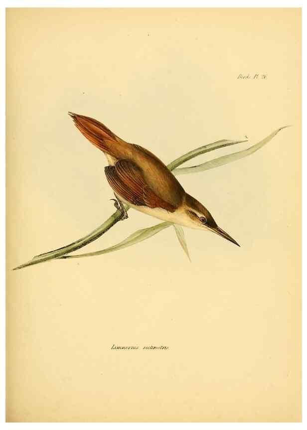 Reproducción/Reproduction 8429522497: The zoology of the voyage of H.M.S. Beagle .... London,Smith, Elder & Co.,1838-
