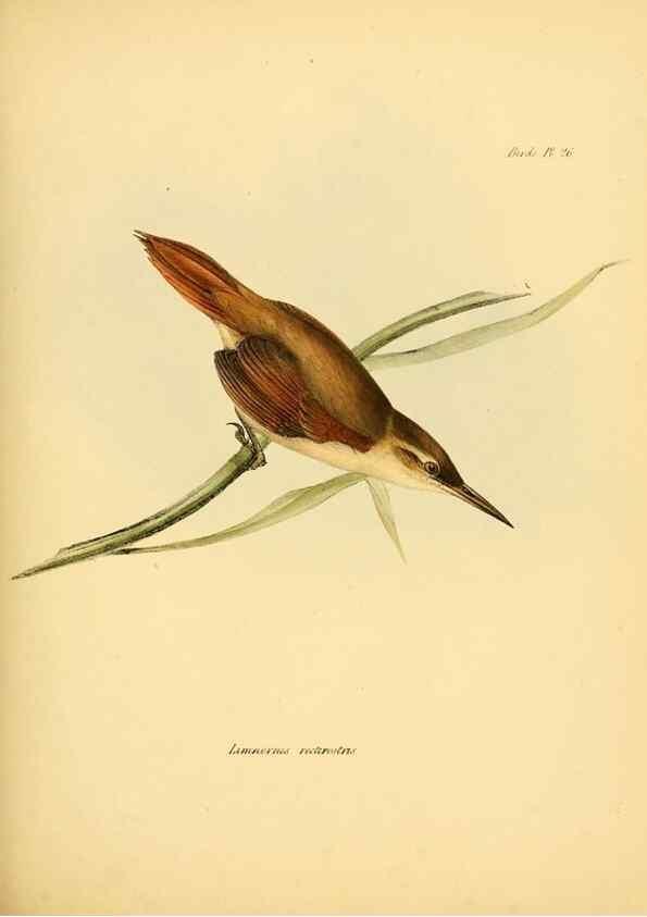 Reproducción/Reproduction 8429522497: The zoology of the voyage of H.M.S. Beagle .... London,Smith, Elder & Co.,1838-