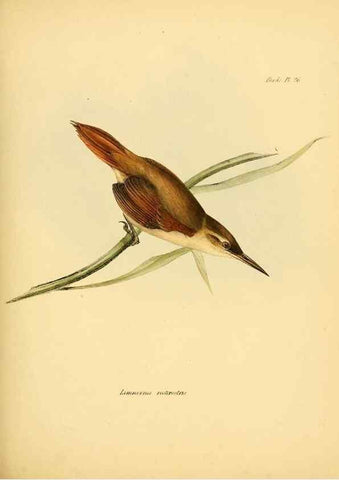 Reproducción/Reproduction 8429522497: The zoology of the voyage of H.M.S. Beagle .... London,Smith, Elder & Co.,1838-
