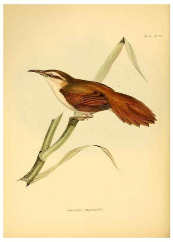 Reproducción/Reproduction 8429522827: The zoology of the voyage of H.M.S. Beagle .... London,Smith, Elder & Co.,1838-